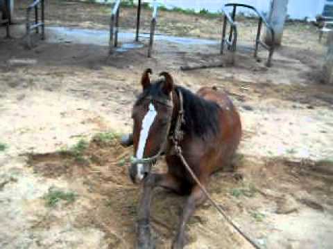 Colic In Horses